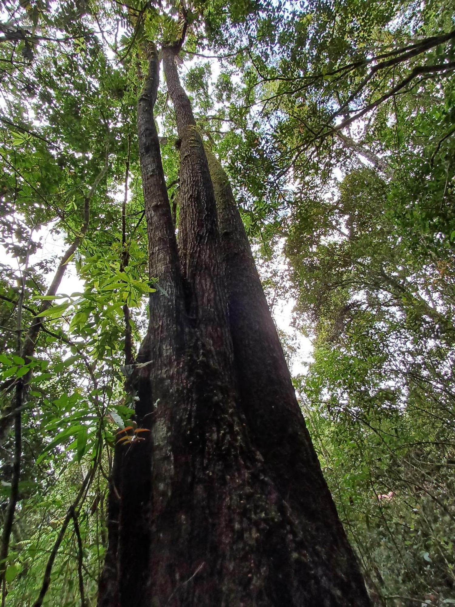Paraiso Verde Chijou ภายนอก รูปภาพ