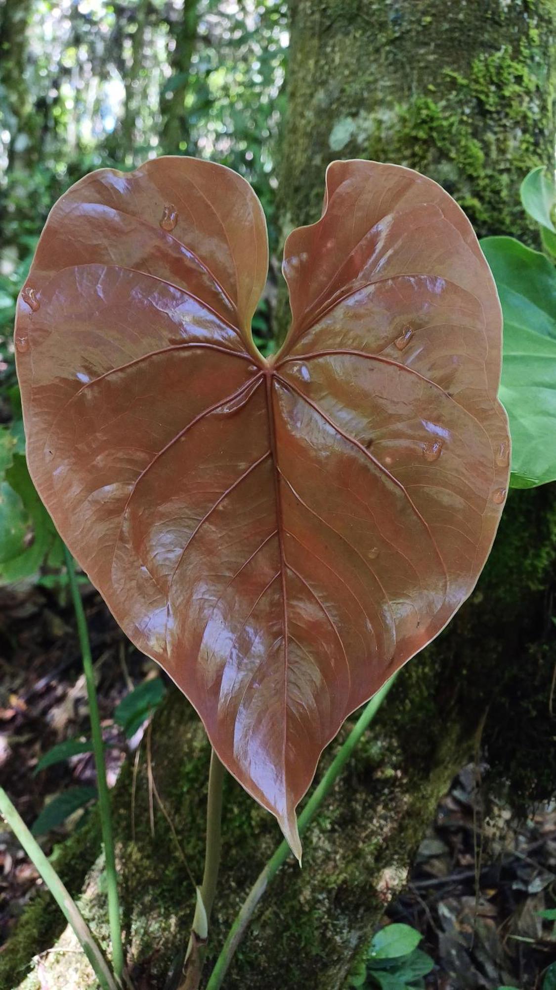 Paraiso Verde Chijou ภายนอก รูปภาพ