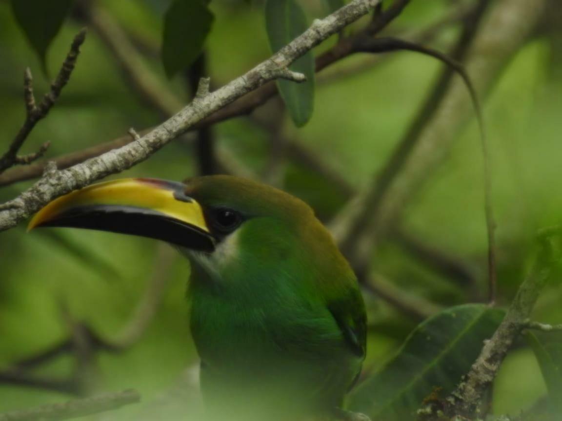 Paraiso Verde Chijou ภายนอก รูปภาพ